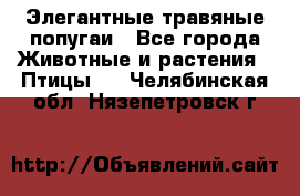 Элегантные травяные попугаи - Все города Животные и растения » Птицы   . Челябинская обл.,Нязепетровск г.